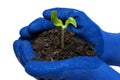 Baby Zucchini Sprout In GardnerÃ¢â¬â¢s Gloved Hands Isolated On White